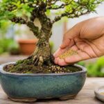 Hand applying granular bonsai fertilizer to the soil of a potted bonsai tree