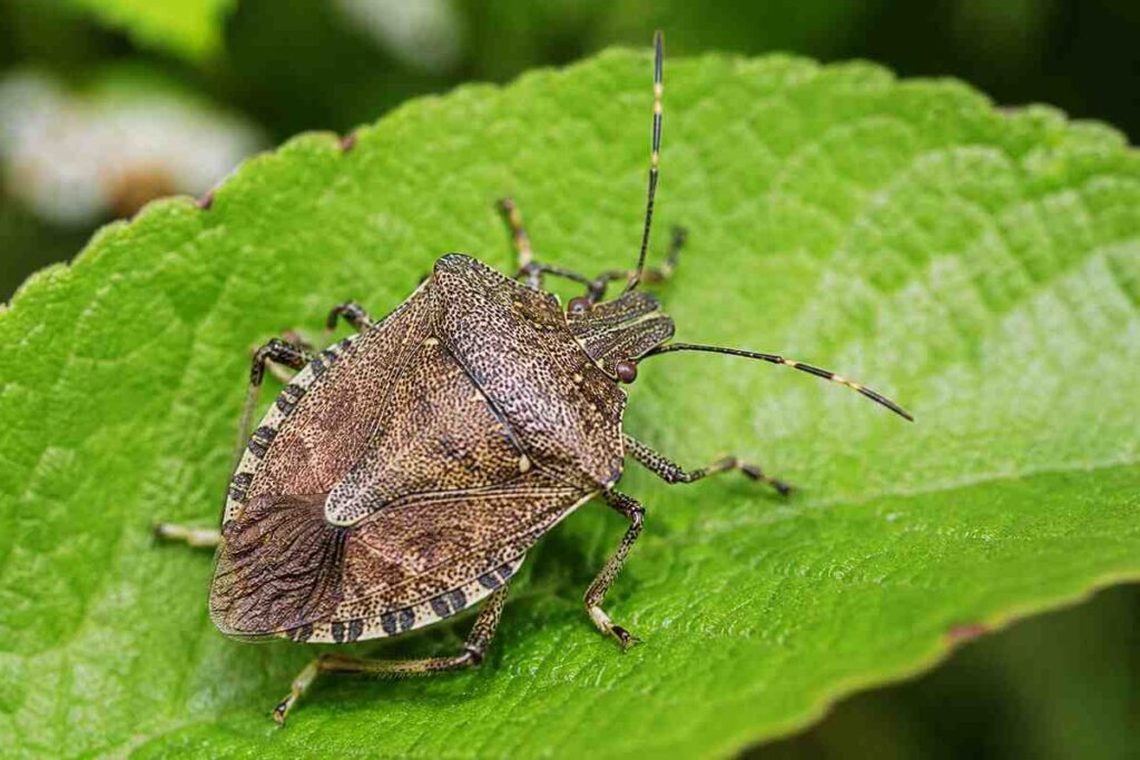 Do stink bugs bite? Close-up of a brown marmorated stink bug on a leaf