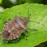 Do stink bugs bite? Close-up of a brown marmorated stink bug on a leaf
