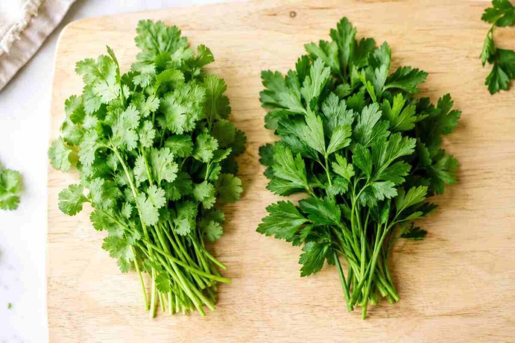 Fresh koriandri and parsley leaves side by side showing their visual differences