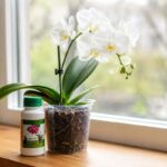 White Phalaenopsis orchid in bark mix beside a bottle of orchid specific fertilizer on a windowsill